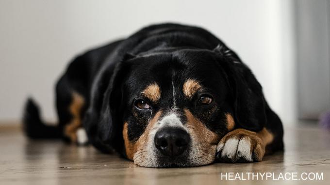 Кучето ви познава депресията и може да ви помогне да преминете дори в най-трудните времена. Моето куче ми помага през депресивните ми епизоди всеки път. 