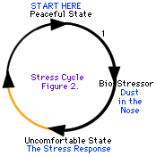 Някои стресови цикли са по-лесни за преминаване от други