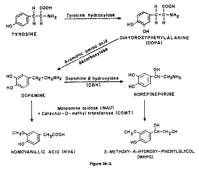 L Тирозин Биохимичен процес