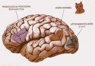 мозък