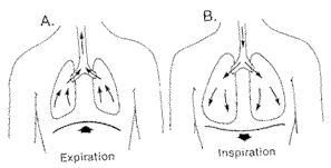 Диафрагмална фигура на дишането